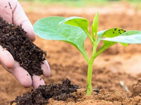 Lợi ích của việc sản xuất phân hữu cơ từ than bùn